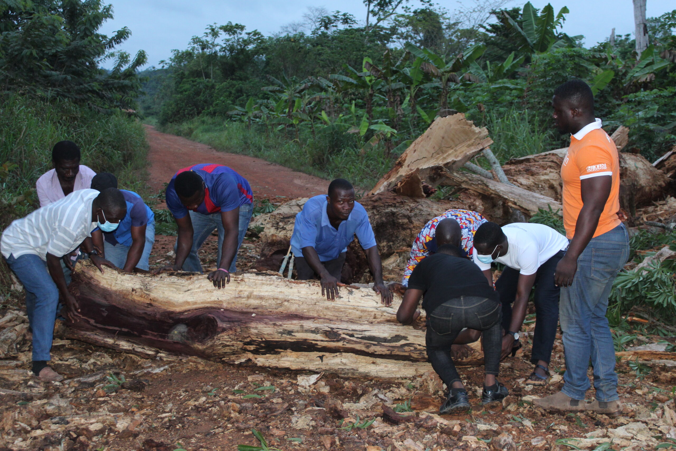Fallen timber blocks the road. Research team left in a difficult situation.