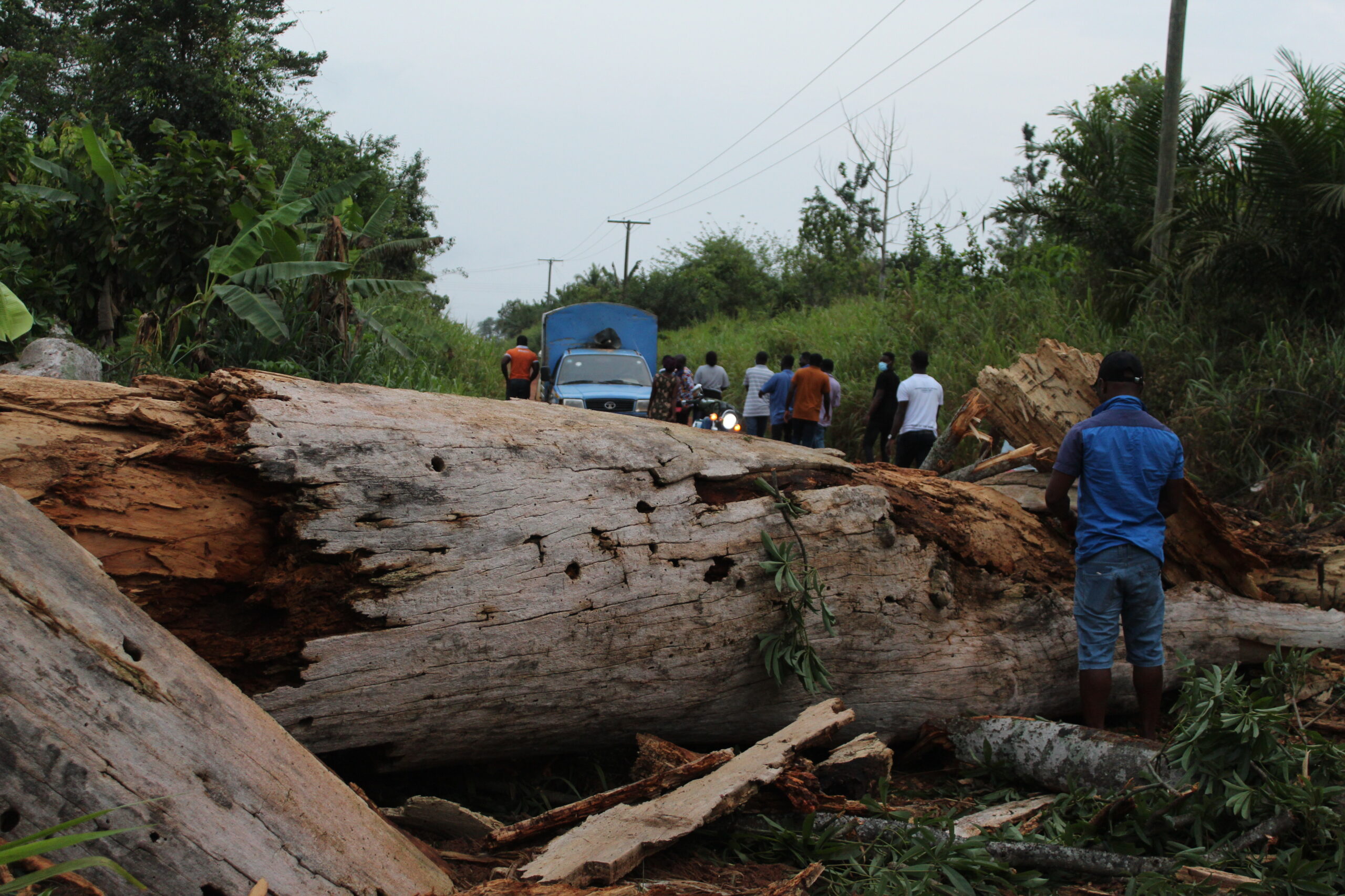 Fallen timber blocks the road. Research team left in a difficult situation.